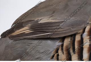 animal skin feather 0002